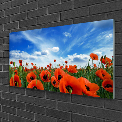 Foto schilderij op glas Meadow poppies bloemen