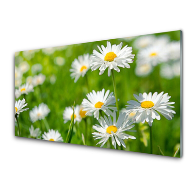 Foto schilderij op glas Daisy flower plant