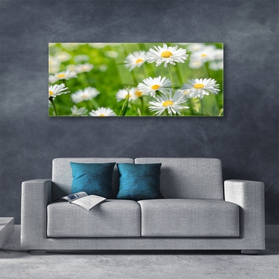 Foto schilderij op glas Daisy flower plant