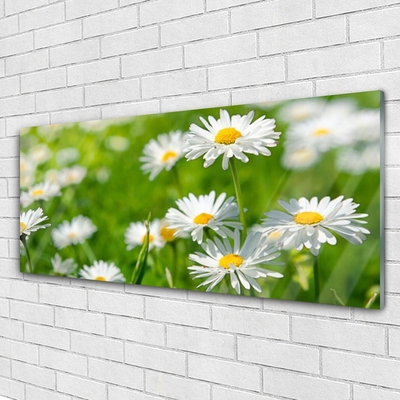 Foto schilderij op glas Daisy flower plant