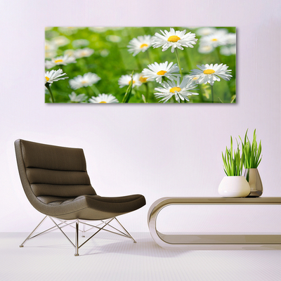 Foto schilderij op glas Daisy flower plant