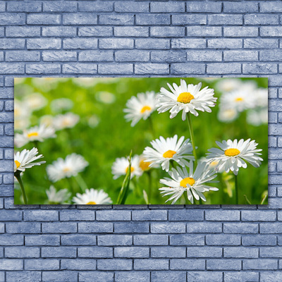 Foto schilderij op glas Daisy flower plant