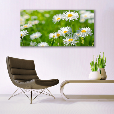 Foto schilderij op glas Daisy flower plant