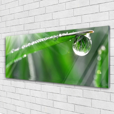 Foto schilderij op glas Dew drop gras van het blad