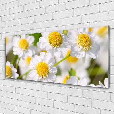 Foto schilderij op glas Daisy flowers nature