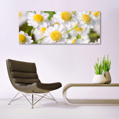 Foto schilderij op glas Daisy flowers nature