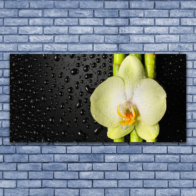 Foto schilderij op glas Bamboo orchid flowers