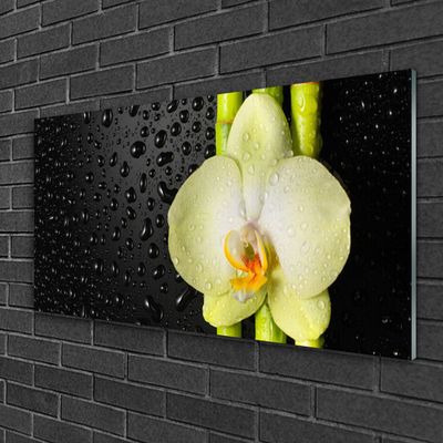 Foto schilderij op glas Bamboo orchid flowers