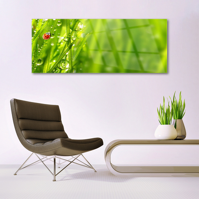 Foto schilderij op glas Gras lieveheersbeestje nature