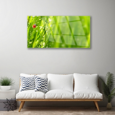 Foto schilderij op glas Gras lieveheersbeestje nature