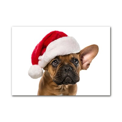 Foto op glas Bulldog Hond van Kerstmis