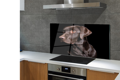 Keuken achterwand glas Bruine hond