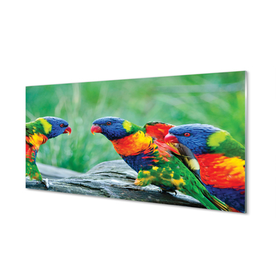 Glazen achterwand keuken Kleurrijke papegaaiboom