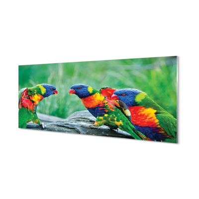 Glazen achterwand keuken Kleurrijke papegaaiboom
