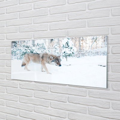 Glazen achterwand keuken Wolf winter forest
