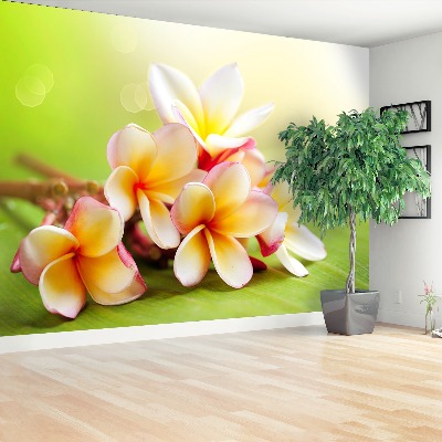 Zelfklevend fotobehang Frangipani bloemen