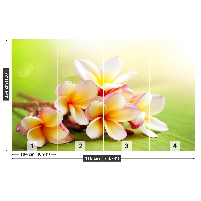 Zelfklevend fotobehang Frangipani bloemen