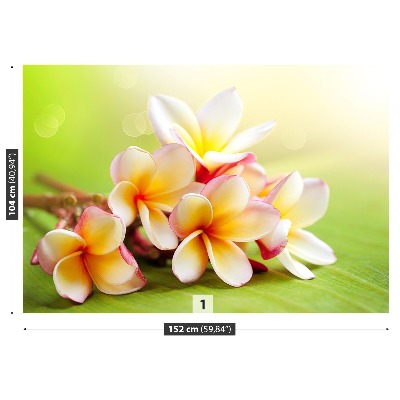 Zelfklevend fotobehang Frangipani bloemen
