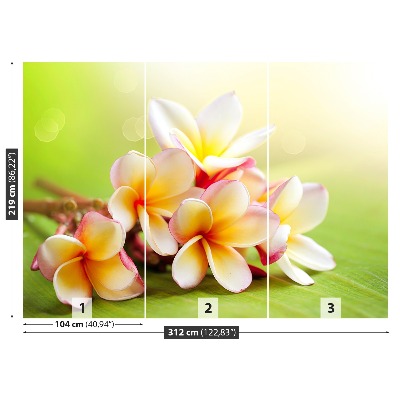 Zelfklevend fotobehang Frangipani bloemen