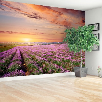 Fotobehang Lavendelveld