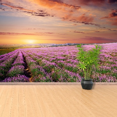 Fotobehang Lavendelveld