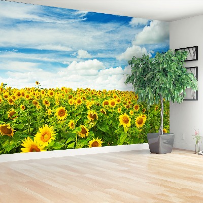 Fotobehang Gebied van zonnebloemen