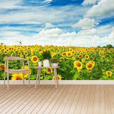 Fotobehang Gebied van zonnebloemen