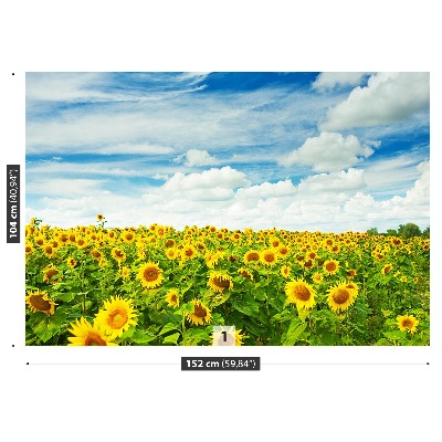 Fotobehang Gebied van zonnebloemen