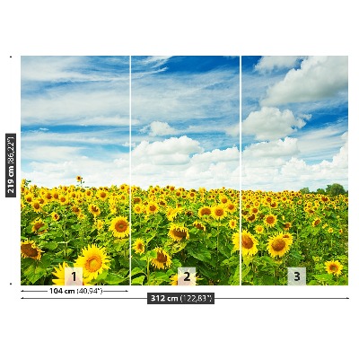 Fotobehang Gebied van zonnebloemen