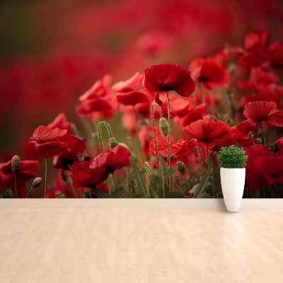 Zelfklevend fotobehang Poppy bloemen