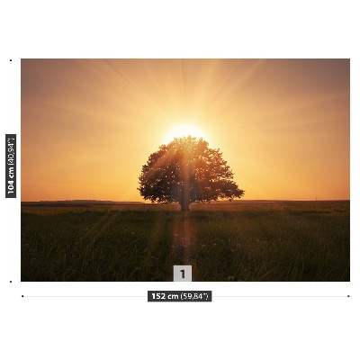 Fotobehang Zonsopgangboom