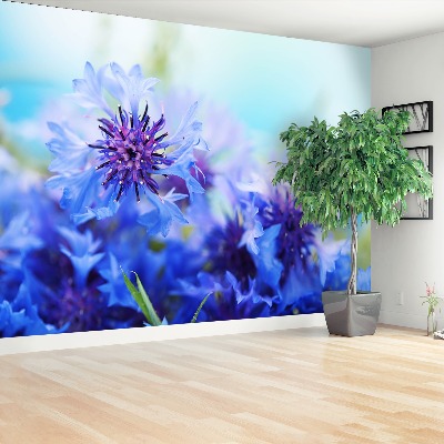 Zelfklevend fotobehang Blauwe korenbloemen