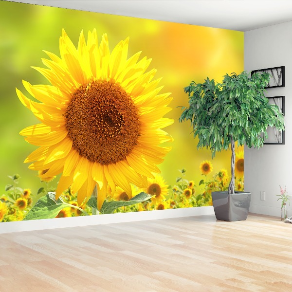 Zelfklevend fotobehang Gele zonnebloemen