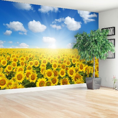 Fotobehang Gebied van zonnebloemen
