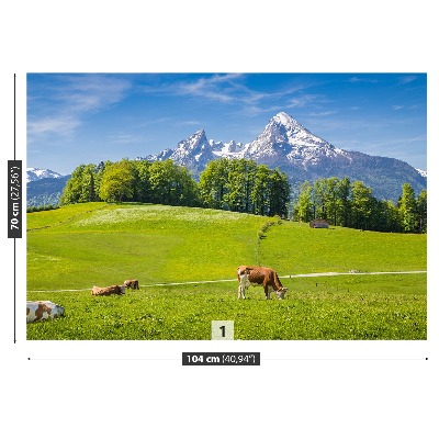 Fotobehang Alpes koe