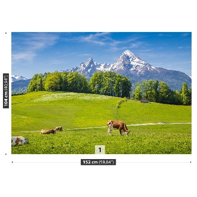 Fotobehang Alpes koe