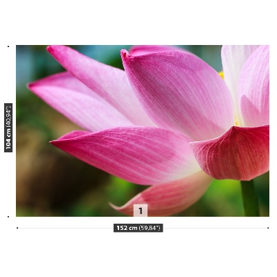 Zelfklevend fotobehang Roze lotusbloem