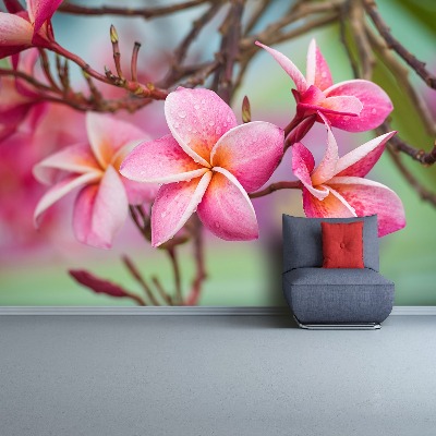 Zelfklevend fotobehang Frangipani roze