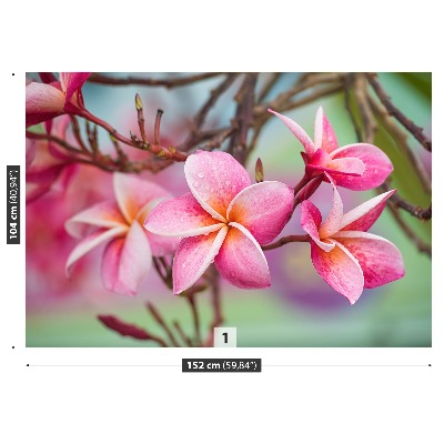 Zelfklevend fotobehang Frangipani roze