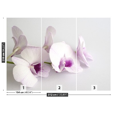 Zelfklevend fotobehang Witte orchideeën