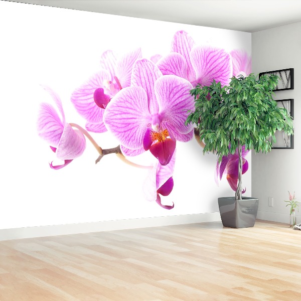 Zelfklevend fotobehang Roze orchidee