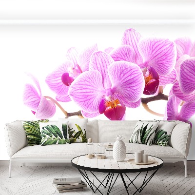 Zelfklevend fotobehang Roze orchidee