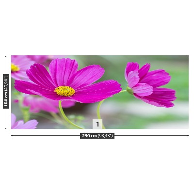 Zelfklevend fotobehang Kosmos-bloemen