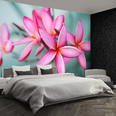 Zelfklevend fotobehang Plumeria pink