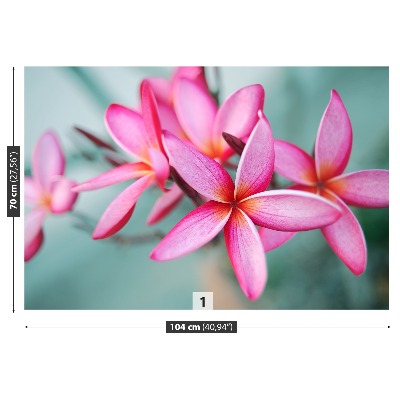 Zelfklevend fotobehang Plumeria pink