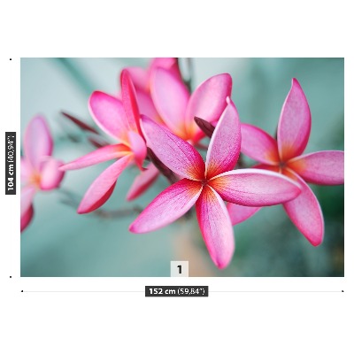 Zelfklevend fotobehang Plumeria pink