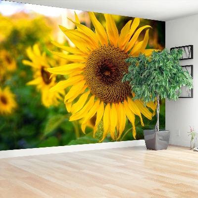 Zelfklevend fotobehang Gele zonnebloemen