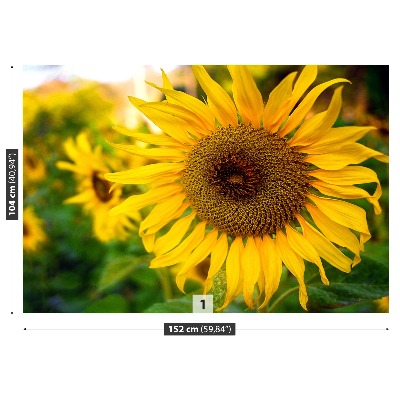 Zelfklevend fotobehang Gele zonnebloemen