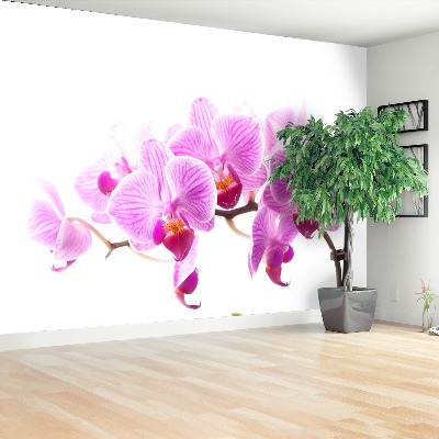 Zelfklevend fotobehang Roze orchidee