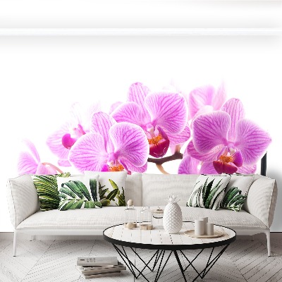 Zelfklevend fotobehang Roze orchidee